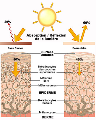 mélanocytes mélanine soleil chaleur pigmentation