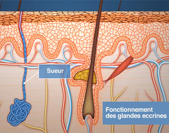 Glandes sudoripares eccrines