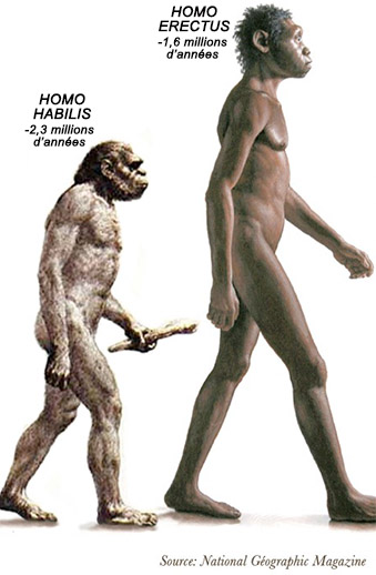 Homo Habilis et Homo Erectus